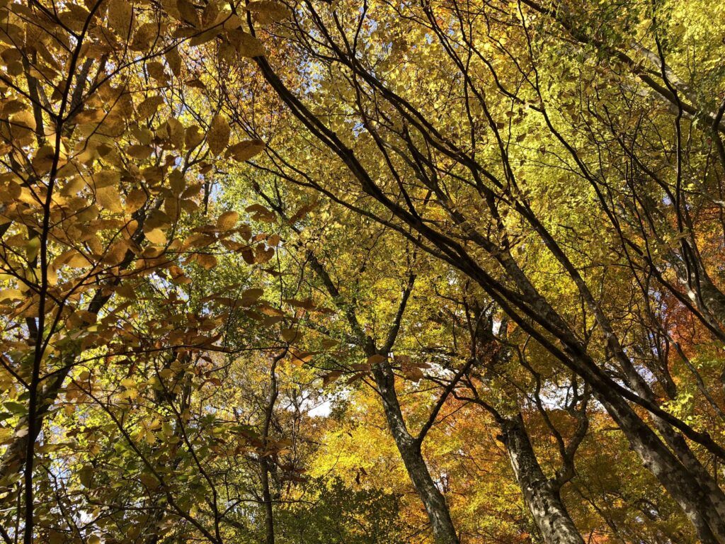 智頭紅葉