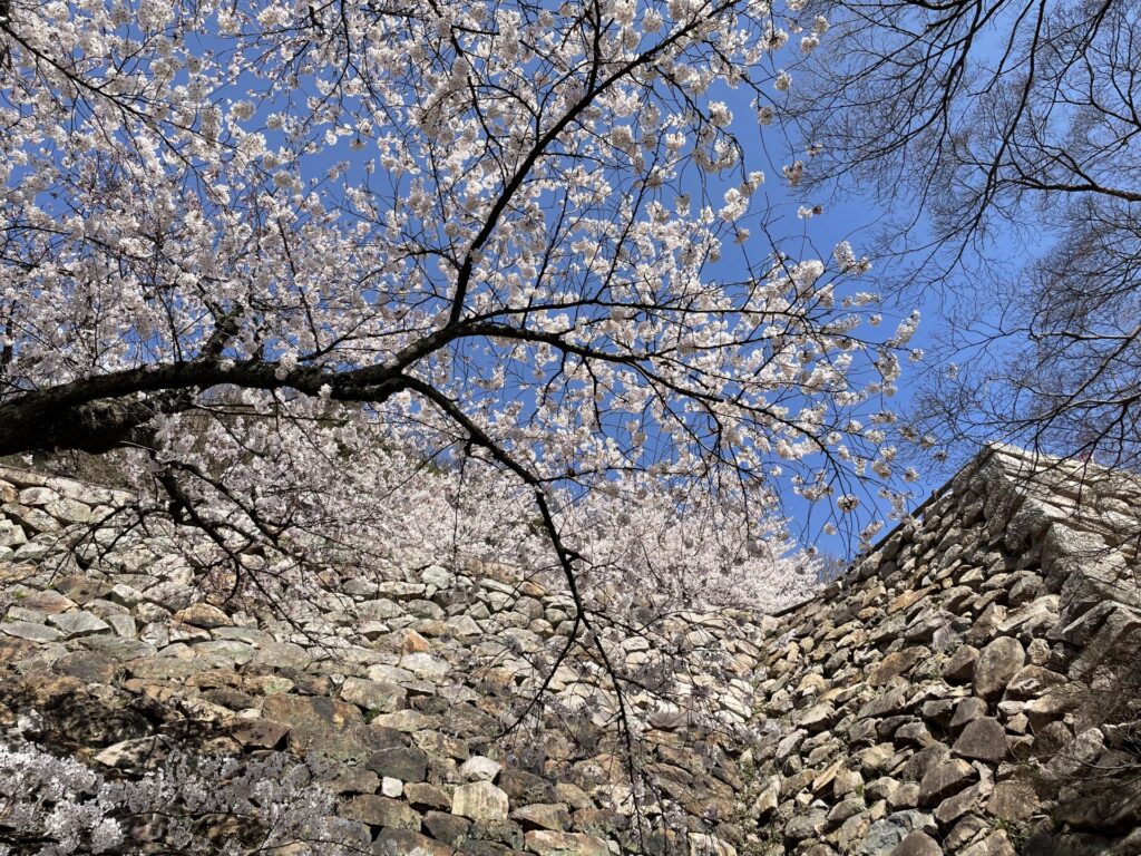 鳥取城跡　桜